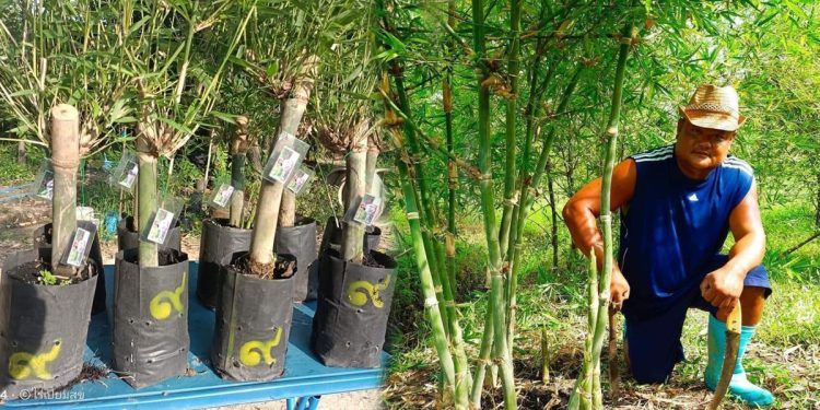 ลาออกจากราชการ สร้างอาชีพจากการปลูกไผ่