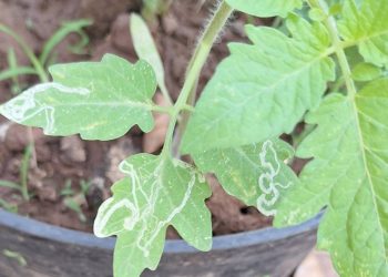 7 วิธีจัดการหนอนชอนใบ