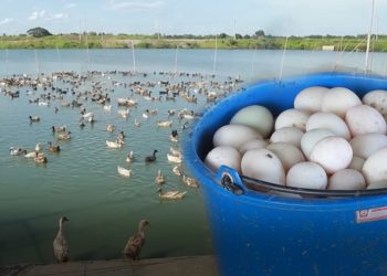 เทคนิคเลี้ยงเป็ดไข่ต้นทุนต่ำ