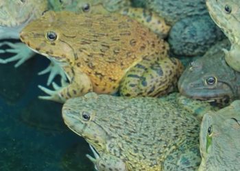 เทคนิค การเลี้ยงกบในกระชังบก