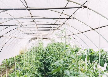 วิธีลดอุณหภูมิในโรงเรือน 