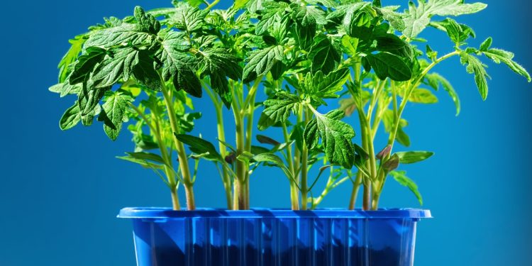 5 วิธีป้องกันต้นกล้าไหม้แดด