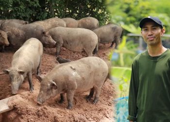 เลี้ยงหมูป่าอารมณ์ดี ด้วยอาหารต้นทุนต่ำ