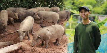 เลี้ยงหมูป่าอารมณ์ดี ด้วยอาหารต้นทุนต่ำ