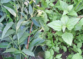 วิธีทำน้ำหมักไล่แมลง