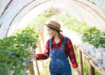 ทำเกษตร กับ ทำงานประจำ 