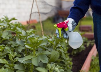 ทำแคลเซียม-โบรอนใช้เอง