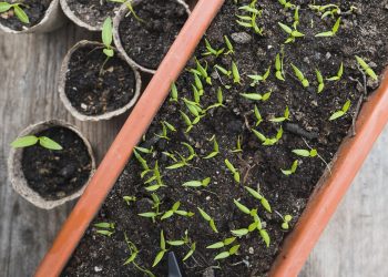 วิธีคัดเมล็ดพันธุ์ที่ดี 