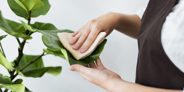 วิธีทำความสะอาดใบต้นไม้