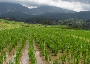 เปลี่ยนจากนาเคมีเป็นนาอินทรีย์ 