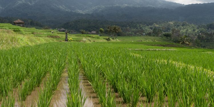 เปลี่ยนจากนาเคมีเป็นนาอินทรีย์ 