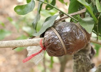 ขยายพันธุ์พืชด้วยการตอนกิ่ง 