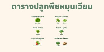 ตารางปลูกพืชหมุนเวียนในพื้นที่น้อย 