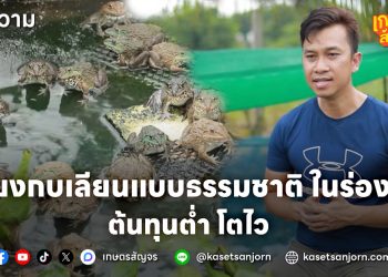 เลี้ยงกบเลียนแบบธรรมชาติ ในร่องน้ำ