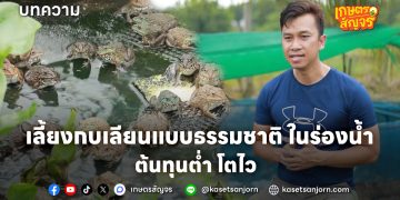 เลี้ยงกบเลียนแบบธรรมชาติ ในร่องน้ำ