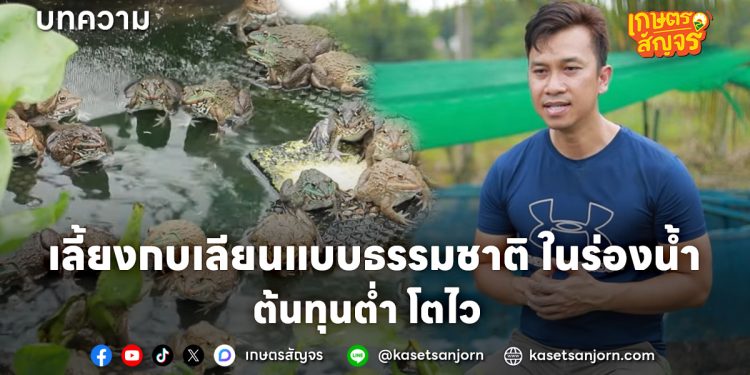 เลี้ยงกบเลียนแบบธรรมชาติ ในร่องน้ำ