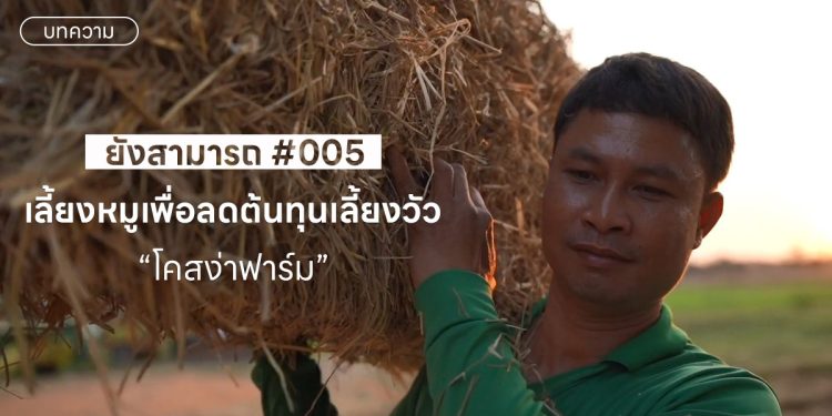 เลี้ยงหมูเพื่อลดต้นทุนเลี้ยงวัว “โคสง่าฟาร์ม”