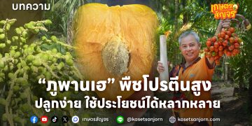 ภูพานเฮ พืชโปรตีนสูง