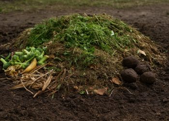 รู้จักวัตถุดิบทำ “ปุ๋ยหมัก”