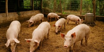 วิธีเลี้ยงหมูหลุมอย่างไร?