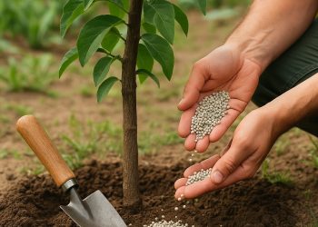 เทคนิคใส่ปุ๋ยให้ตรงจุด
