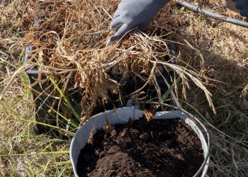 วัชพืชก็มีค่า! เปลี่ยนหญ้ารกในสวน ให้เป็นปุ๋ยหมักบำรุงดิน