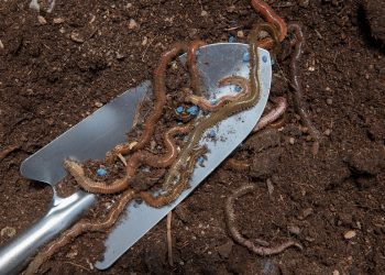 ทำไม “มูลไส้เดือน” จึงเป็นพระเอกของแปลงผัก