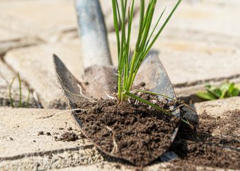 วิธีจัดการวัชพืชในช่วงหน้าฝน