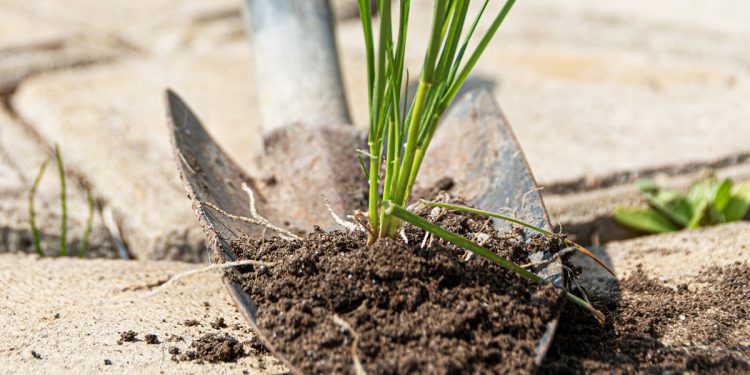 วิธีจัดการวัชพืชในช่วงหน้าฝน