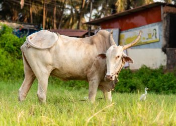 เริ่มต้นเลี้ยงวัวให้ปัง ต้องผ่าน 5 ด่านนี้ให้ได้ก่อน