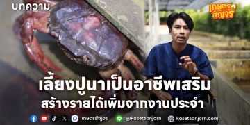 เลี้ยงปูนาเป็นอาชีพเสริม