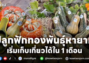 ปลูกฟักทองพันธุ์หายาก