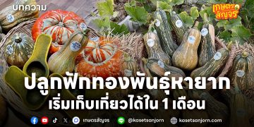 ปลูกฟักทองพันธุ์หายาก