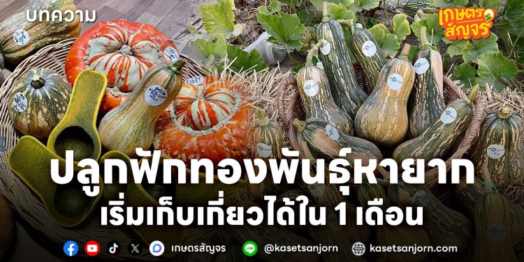 ปลูกฟักทองพันธุ์หายาก