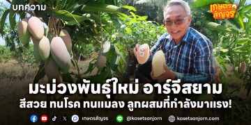 มะม่วงพันธุ์ใหม่ อาร์จีสยาม