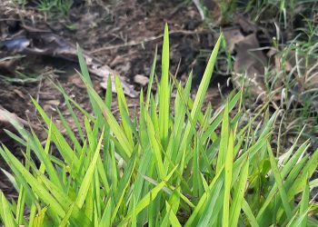 5 วิธีจัดการวัชพืชแบบปลอดภัย