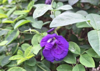 สูตรดินโปร่งระบายน้ำดี ช่วยป้องกันรากอัญชันเน่าในฤดูฝน