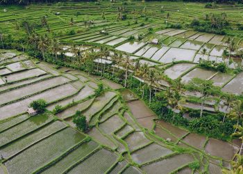 ทำไมเดือนกรกฎาคม จึงเป็นจังหวะทองของการเริ่มต้นทำนา