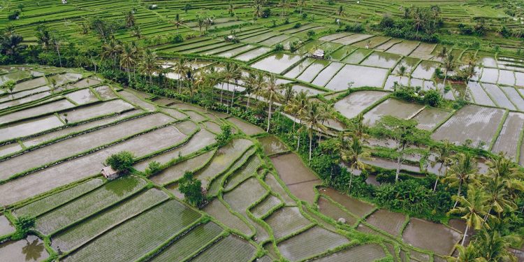 ทำไมเดือนกรกฎาคม จึงเป็นจังหวะทองของการเริ่มต้นทำนา