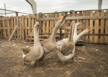 เลี้ยงห่านในสวนผลไม้ ช่วยกำจัดวัชพืช ลดศัตรูพืช โดยไม่ใช้สารเคมี