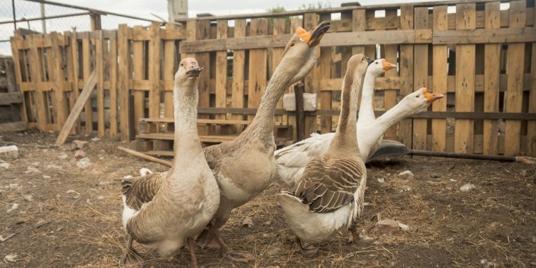 เลี้ยงห่านในสวนผลไม้ ช่วยกำจัดวัชพืช ลดศัตรูพืช โดยไม่ใช้สารเคมี