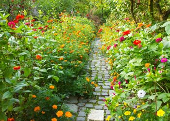 5 เทคนิคกระตุ้นให้พืชไม้ดอก ออกดอกเร็ว ดอกแน่น สีสด