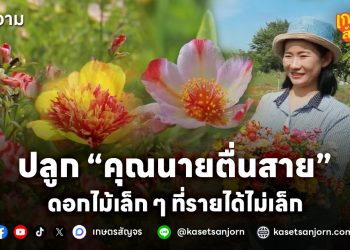 จากงานอดิเรกสู่อาชีพหลัก ปลูกดอกคุณนายตื่นสาย ดอกไม้เล็ก ๆ ที่รายได้ไม่เล็ก 