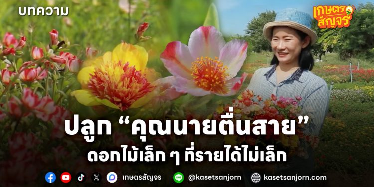 จากงานอดิเรกสู่อาชีพหลัก ปลูกดอกคุณนายตื่นสาย ดอกไม้เล็ก ๆ ที่รายได้ไม่เล็ก 