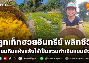 ปลูกเก็กฮวยอินทรีย์ พลิกชีวิต เปลี่ยนดินแห้งแล้งให้เป็นสวนทำเงินแบบยั่งยืน