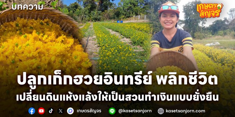 ปลูกเก็กฮวยอินทรีย์ พลิกชีวิต เปลี่ยนดินแห้งแล้งให้เป็นสวนทำเงินแบบยั่งยืน