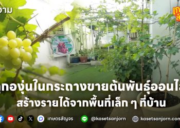 ปลูกองุ่นในกระถางขายต้นพันธุ์ออนไลน์ สร้างรายได้จากพื้นที่เล็ก ๆ ที่บ้าน