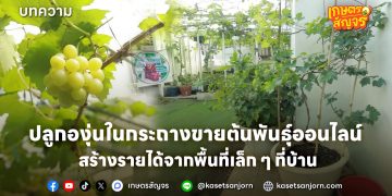 ปลูกองุ่นในกระถางขายต้นพันธุ์ออนไลน์ สร้างรายได้จากพื้นที่เล็ก ๆ ที่บ้าน