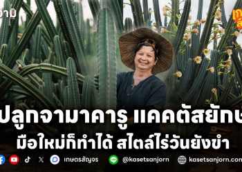 ปลูกจามาคารู แคคตัสยักษ์ มือใหม่ก็ทำได้