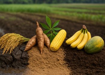 รู้จักดินให้ดี ฝนนี้มีแต่รอด! รวม 5 พืชทนฝน ปลูกได้ไม่เปลืองแรง